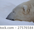 Polar bear 27576584