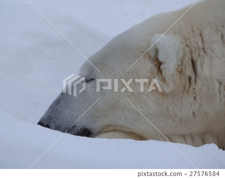 Polar bear 27576584