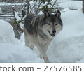 Wolf  27576585