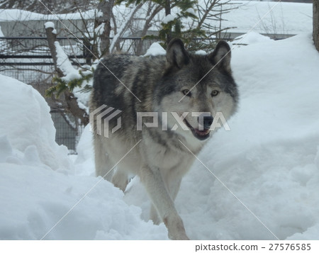 Wolf  27576585