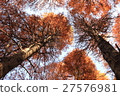 Look up at the high Metasequoia autumn leaves 27576981