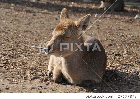 A deer 27577875