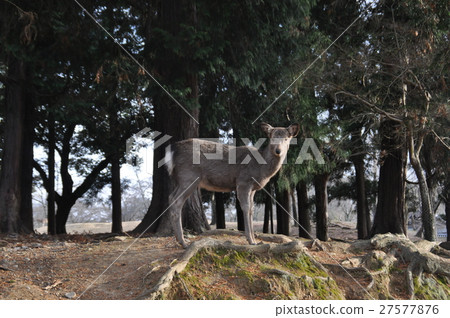 A deer 27577876