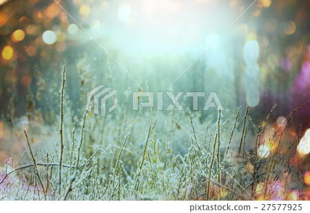 Frozen grass 27577925