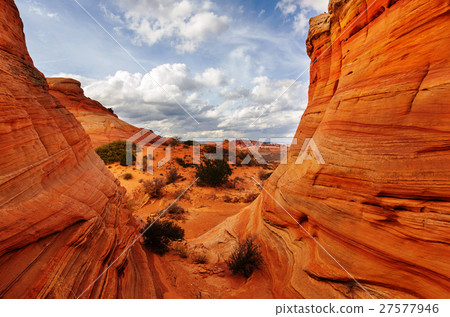 South coyote 27577946