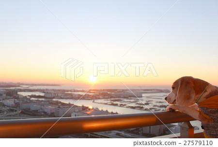 Beagle and Chaoyang 27579110