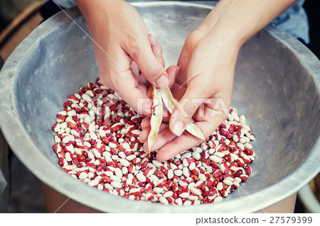 kidney beans in hands kidney beans in hands 27579399