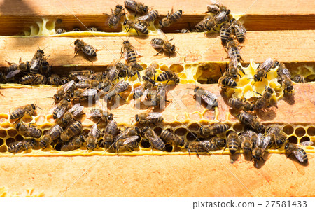bees work on honey frames top view 27581433