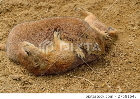  Prairie dog 27581645