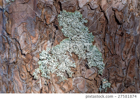 Close up of colorful lichen Close up of colorful lichen 27581874