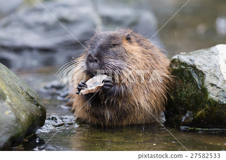 Coypu is eating 27582533
