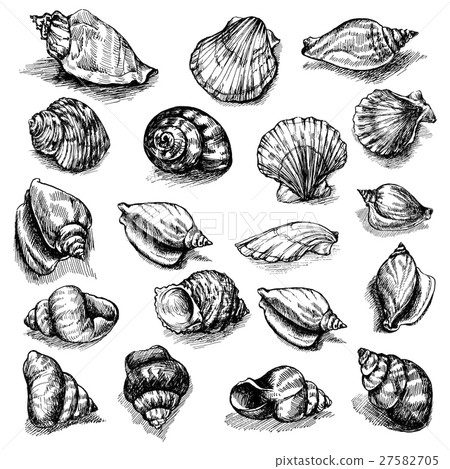 Big vector collection of sketched seashells 27582705