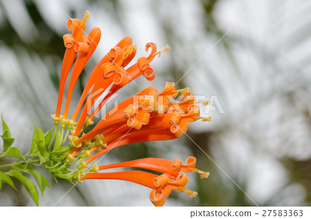 Orange trumpet, Flame flower, Fire-cracker vine le Orange trumpet, Flame flower, Fire-cracker vine le 27583363