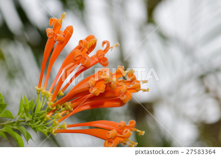 Orange trumpet, Flame flower, Fire-cracker vine le Orange trumpet, Flame flower, Fire-cracker vine le 27583364