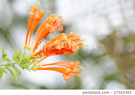 Orange trumpet, Flame flower, Fire-cracker vine le Orange trumpet, Flame flower, Fire-cracker vine le 27583365