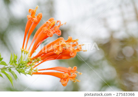 Orange trumpet, Flame flower, Fire-cracker vine le 27583366