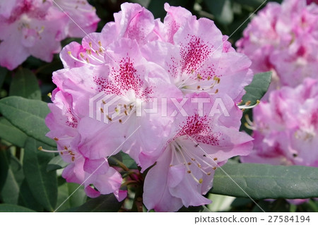 Rhododendron, Joyful Day Rhododendron, Joyful Day 27584194
