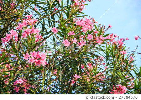 Pink oleander or Nerium 27584576