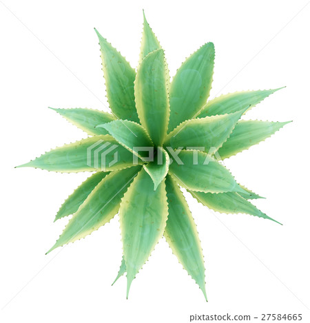 插图素材 top view of aloe plant isolated on white