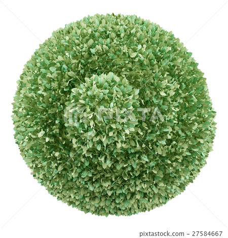 top view of boxwood plant isolated on white  27584667
