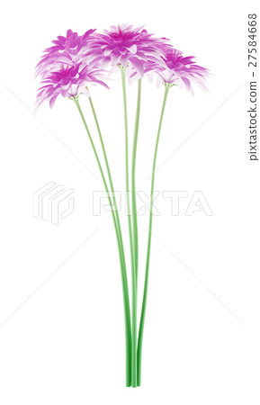 pink chrysanthemum flower isolated on white  27584668