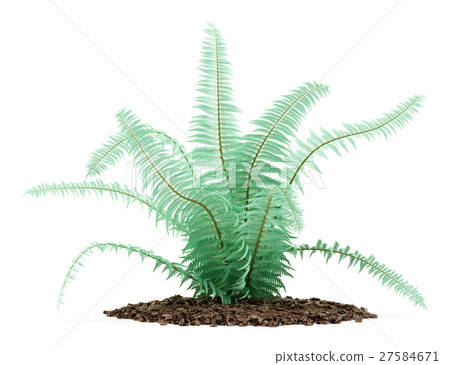 fern plant isolated on white background fern plant isolated on white background 27584671