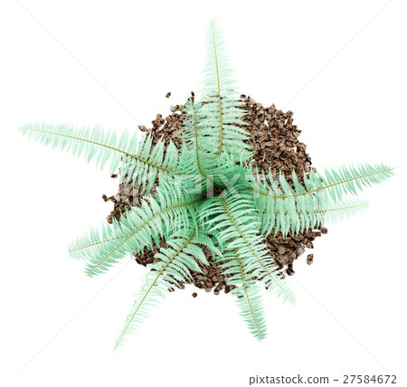 top view of fern plant isolated on white top view of fern plant isolated on white 27584672