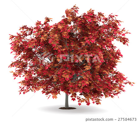 japanese maple tree isolated on white background japanese maple tree isolated on white background 27584673