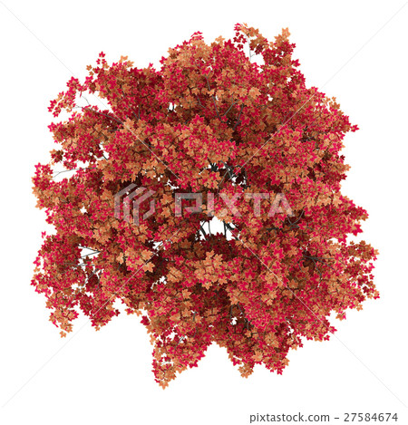 top view of japanese maple tree isolated on white 27584674