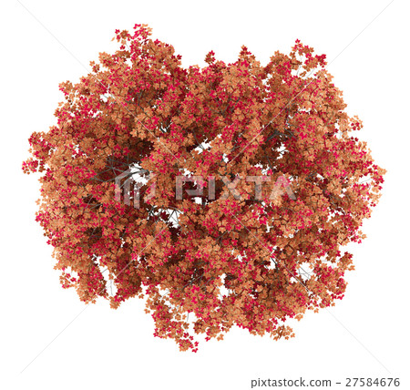 japanese maple tree isolated on white background 27584676