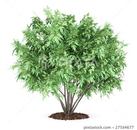amur maple tree isolated on white background 27584677