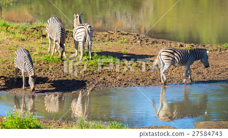 Herd of Zebras drinking from Shingwedzi river 27584743