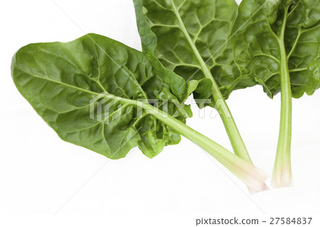 雞菠菜簡單的白色後面照片 27584837
