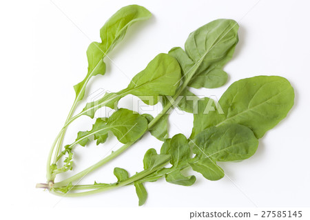 Ruccola simple white back photo Ruccola simple white back photo 27585145