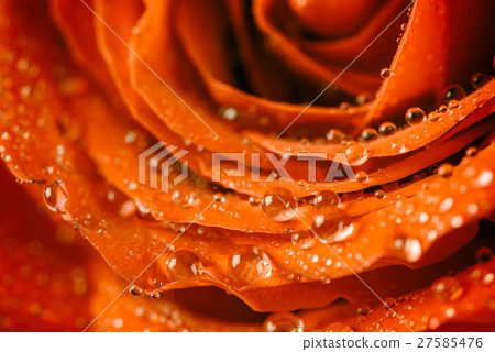 Red Rose Abstract With Water Drops 27585476