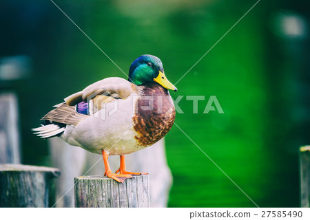 Wild Duck Portrait Close Up 27585490