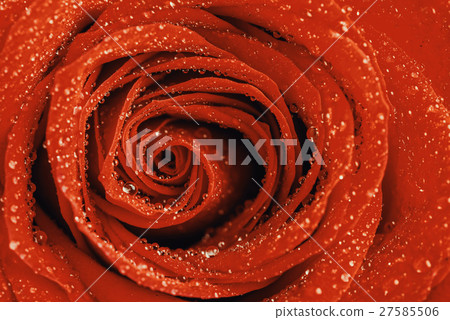 Wet Red Rose Close Up With Water Drops 27585506