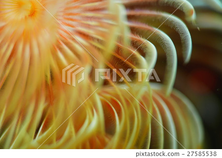 Caryari macro 001 Caryari macro 001 27585538