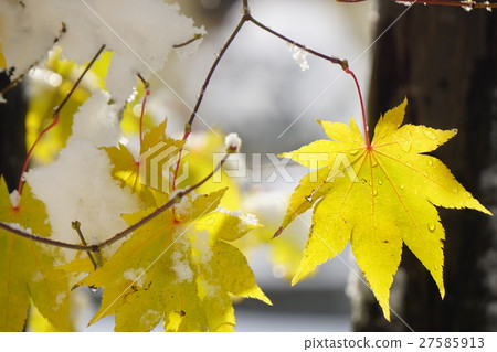 雪和Yamamomoji黃色葉子 雪和Yamamomoji黃色葉子 27585913