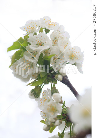 Cherry blossom Cherry blossom 27586217