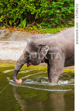 Elephant in water Elephant in water 27586252