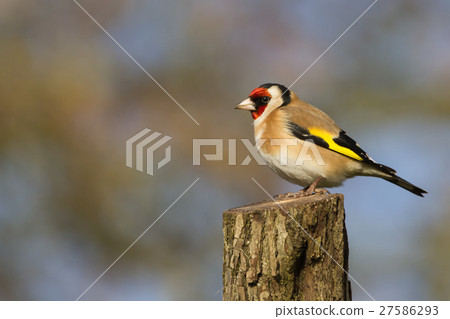 Goldfinch (Carduelis Carduelis) 27586293