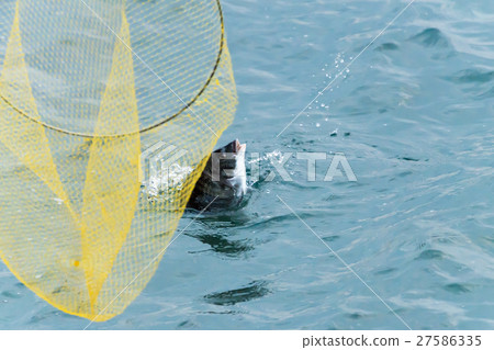 Chinos Fishing 27586335