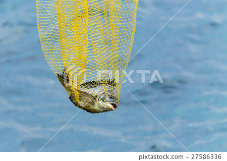 Chinos Fishing 27586336