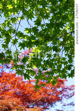Deep Green Yamamomiji Deep Green Yamamomiji 27586337