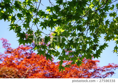 Deep Green Yamamomiji Deep Green Yamamomiji 27586338