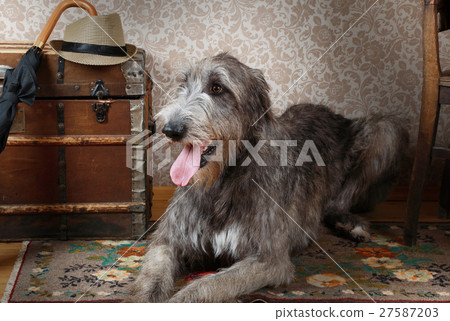 Irish wolfhound indoors 27587203