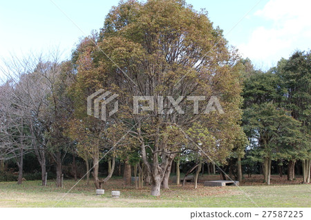 襯裡的樹 27587225