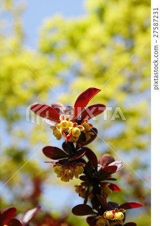 可愛的黃色小花Arukamekegi 27587231