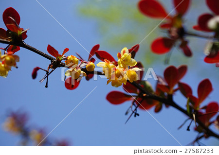 可愛的黃色小花Arukamekegi 27587233